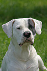 Dogo Argentino Portrait