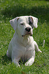 Dogo Argentino