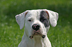 Dogo Argentino Portrait