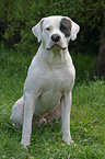 Dogo Argentino