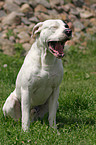 Dogo Argentino