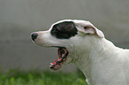 Dogo Argentino Portrait