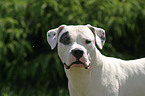 Dogo Argentino Portrait