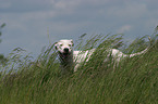 Dogo Argentino