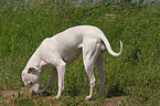 Dogo Argentino