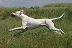 running Dogo Argentino