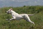 running Dogo Argentino