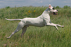 running Dogo Argentino