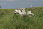 Dogo Argentino