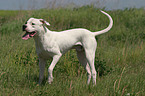 Dogo Argentino