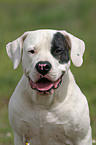 Dogo Argentino Portrait