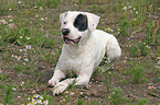 Dogo Argentino