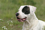 Dogo Argentino Portrait