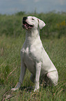 Dogo Argentino