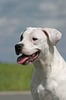 Dogo Argentino Portrait