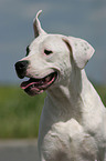 Dogo Argentino Portrait