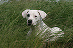 Dogo Argentino