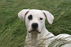 Dogo Argentino Portrait