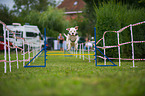 jumping Dogo Argentino