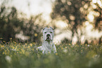 Dogo Argentino with cropped ears