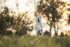 Dogo Argentino with cropped ears