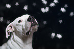 Dogo Argentino Portrait