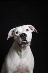 Dogo Argentino Portrait