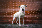 male Dogo Argentino