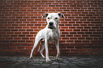 male Dogo Argentino