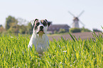 Dogo Argentino