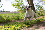 Dogo Argentino