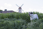 Dogo Argentino