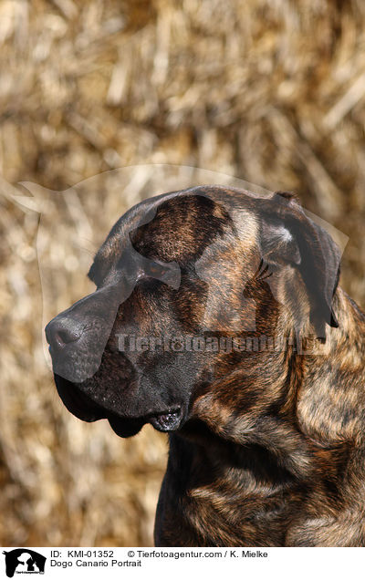 Dogo Canario Portrait / KMI-01352
