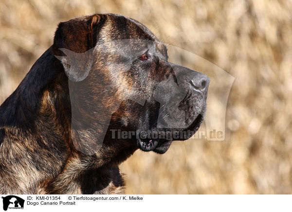 Dogo Canario Portrait / KMI-01354