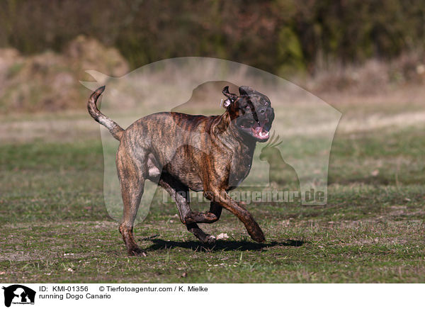 rennender Dogo Canario / running Dogo Canario / KMI-01356