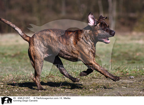 running Dogo Canario / KMI-01357