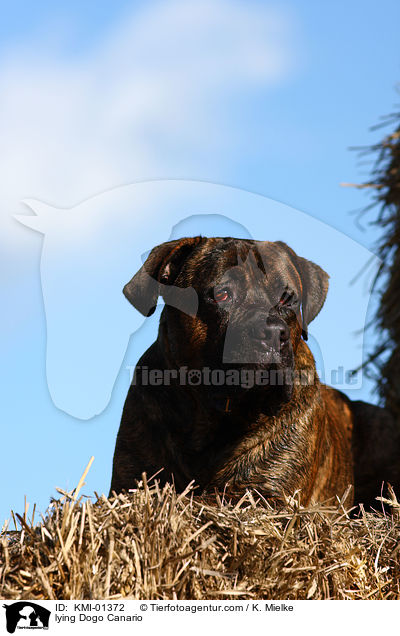 liegender Dogo Canario / lying Dogo Canario / KMI-01372