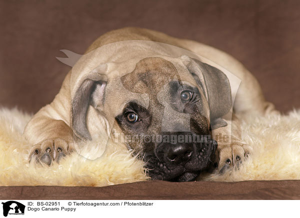 Dogo Canario Welpe / Dogo Canario Puppy / BS-02951