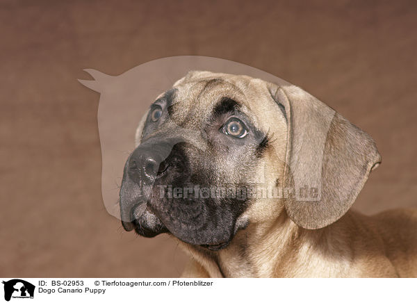 Dogo Canario Welpe / Dogo Canario Puppy / BS-02953