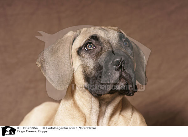 Dogo Canario Puppy / BS-02954