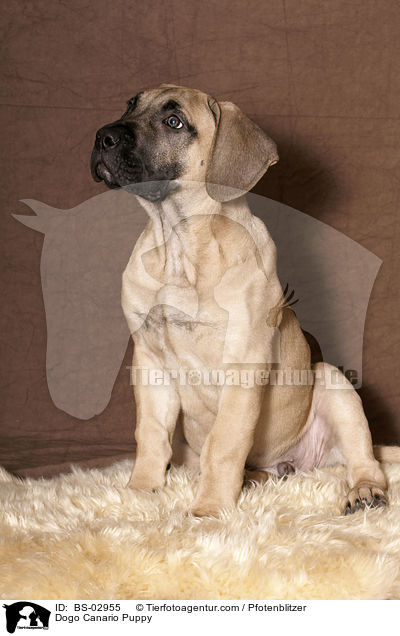 Dogo Canario Puppy / BS-02955