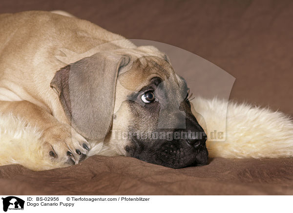 Dogo Canario Puppy / BS-02956