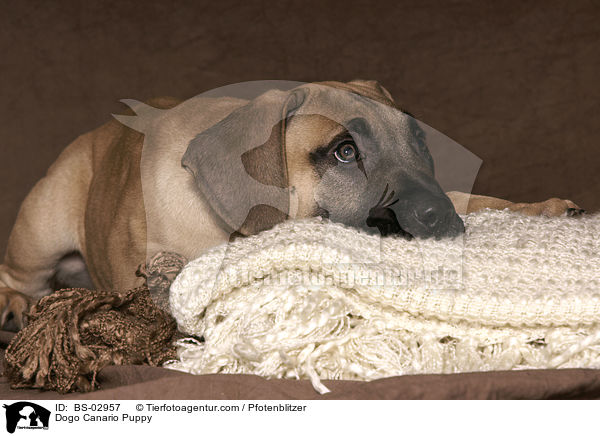 Dogo Canario Welpe / Dogo Canario Puppy / BS-02957