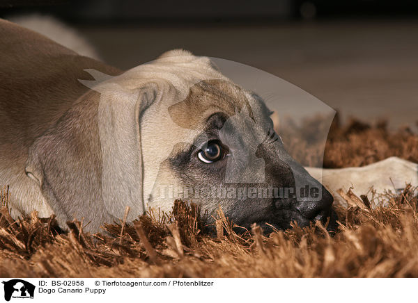 Dogo Canario Welpe / Dogo Canario Puppy / BS-02958