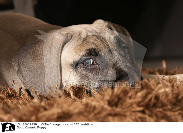 Dogo Canario Welpe / Dogo Canario Puppy / BS-02959