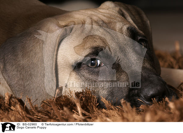 Dogo Canario Welpe / Dogo Canario Puppy / BS-02960