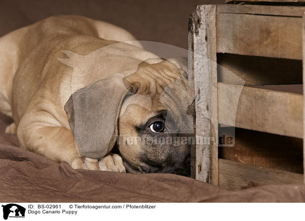 Dogo Canario Welpe / Dogo Canario Puppy / BS-02961
