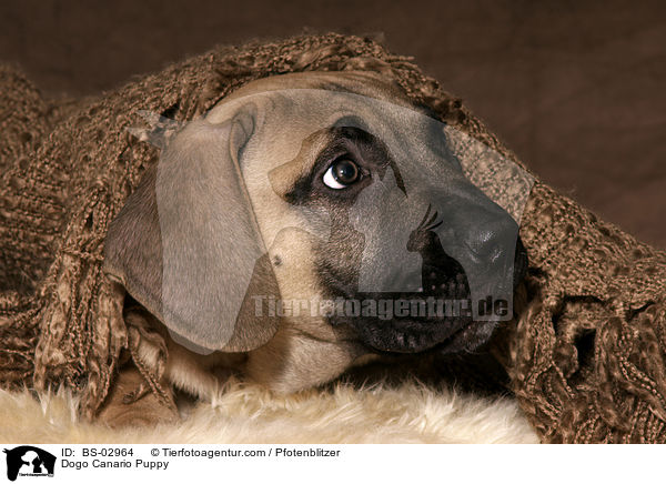 Dogo Canario Welpe / Dogo Canario Puppy / BS-02964