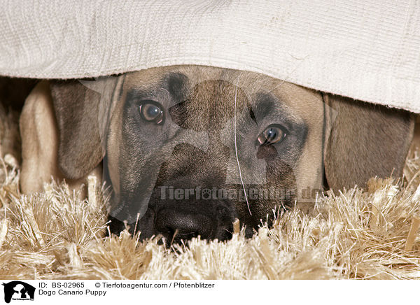 Dogo Canario Welpe / Dogo Canario Puppy / BS-02965