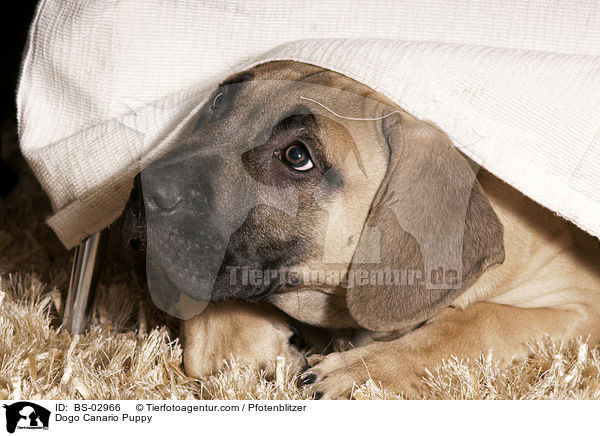 Dogo Canario Welpe / Dogo Canario Puppy / BS-02966